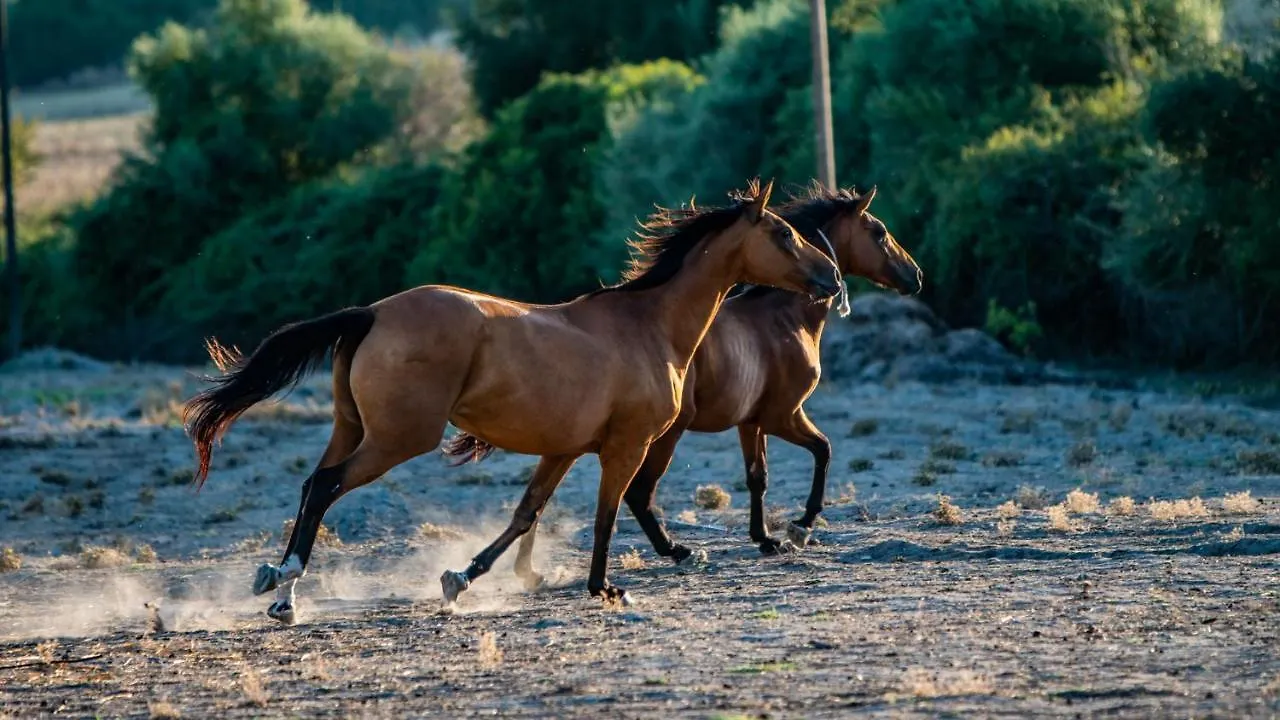 Agriturismo Carrucana Martis Farm stay